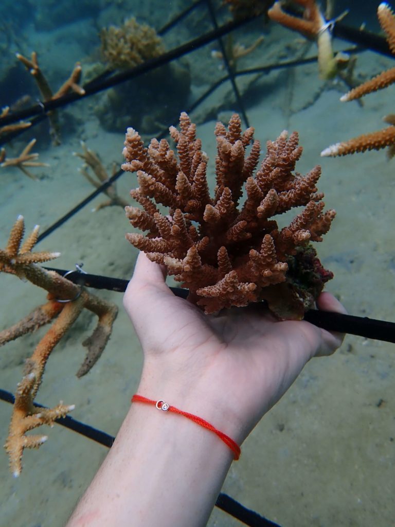 Installation of Courbet Coral Reef, Malaysia
