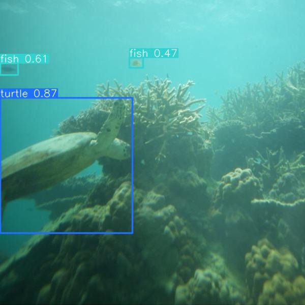 Turtle annotation 600x600