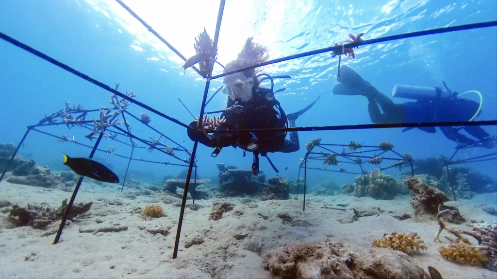 about team tenaka org