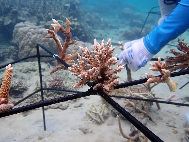 acropora-coral-nursery-tenaka org
