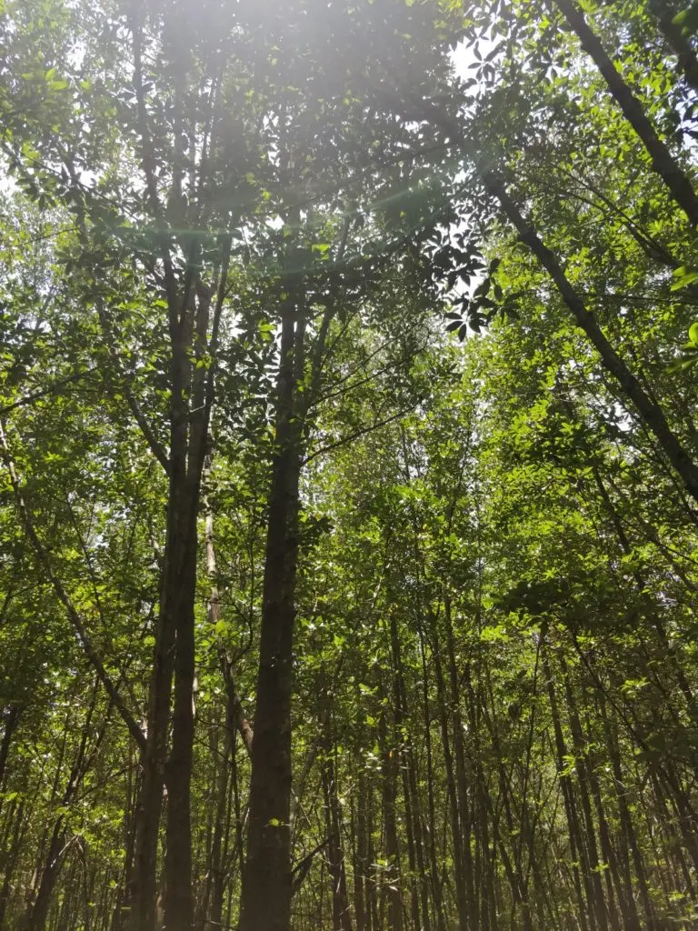 carbon-rich habitats mangroves tenaka org