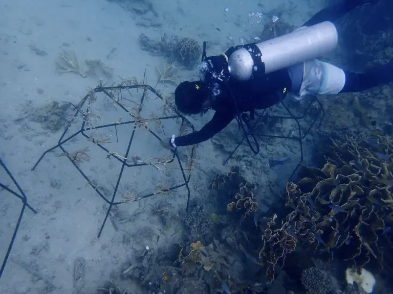 coral nurseries installation tenaka org