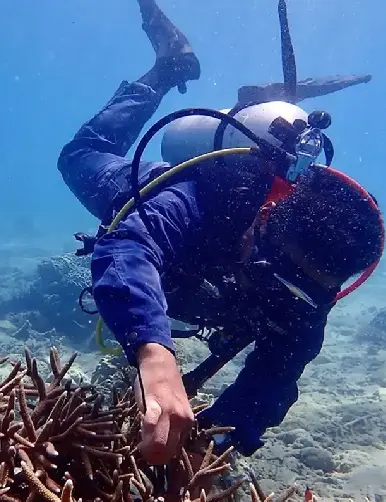 coral-nurseries--tenaka-386
