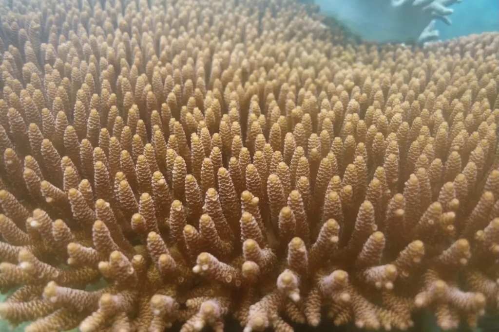 coral reef protection program tenaka org