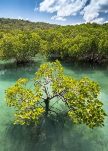 Dataiku Blue Forests-ocean-tenaka org