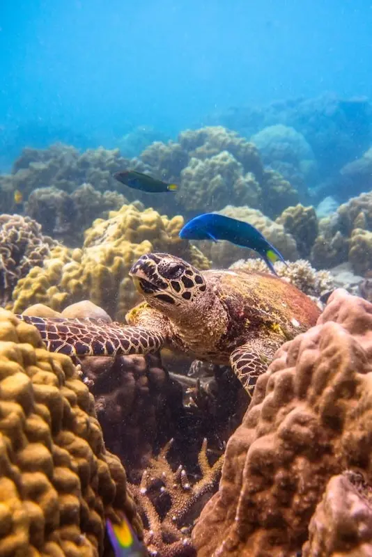 DoDo coral nurseries tenaka org
