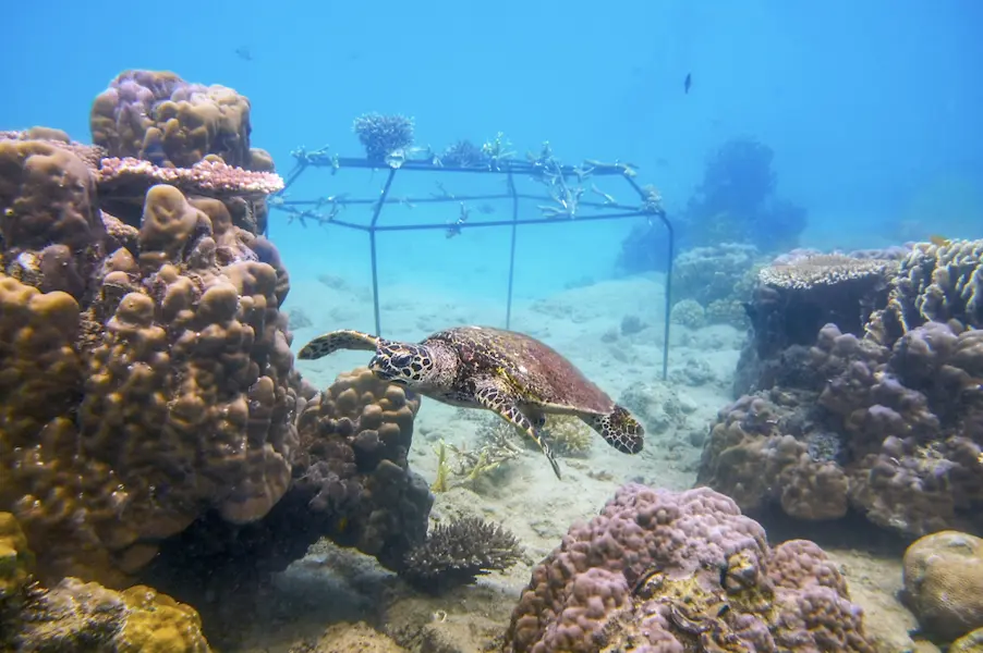dodo coral reef nurseries hawksbill turtle - tenaka org
