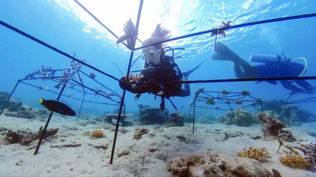 DoDo Coral Reef nurseries tenaka org