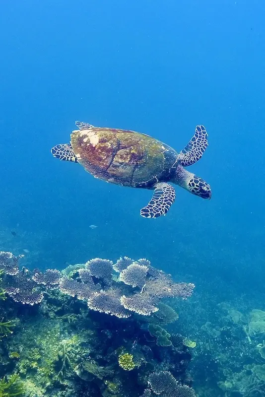 DoDo Coral Reef tenaka org