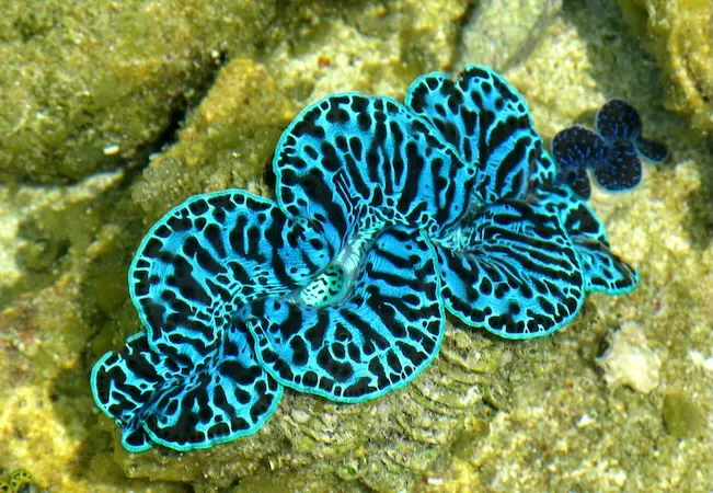 giantclam tenaka org coral nurseries