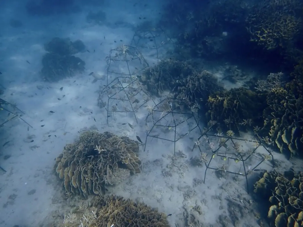 henner coral program tenaka org