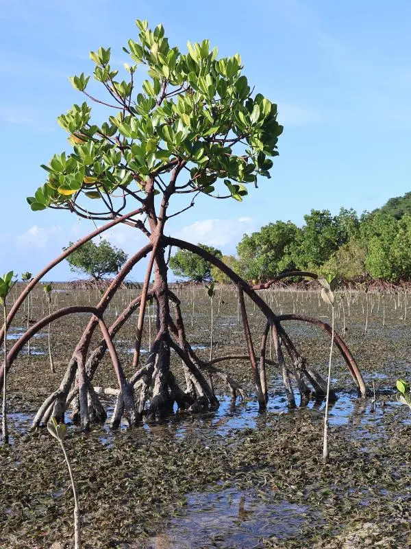mangrove-tenaka org