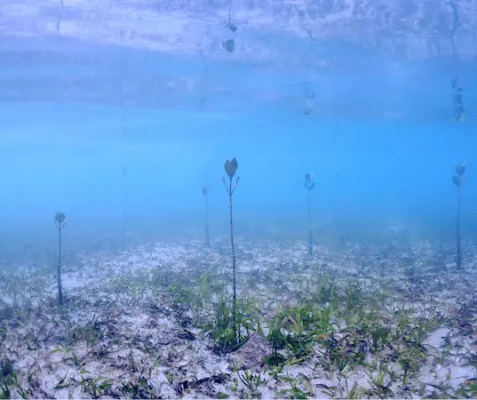 mangrove-tohou-new caledonia-tenaka org