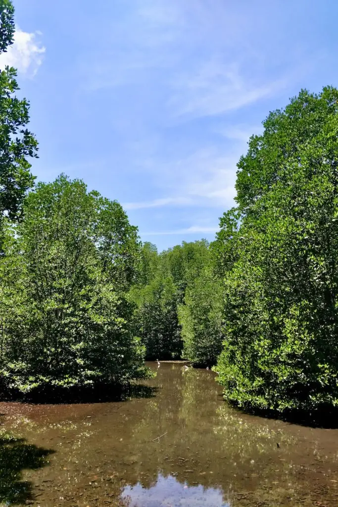 mangroves dodo tenaka blue forest