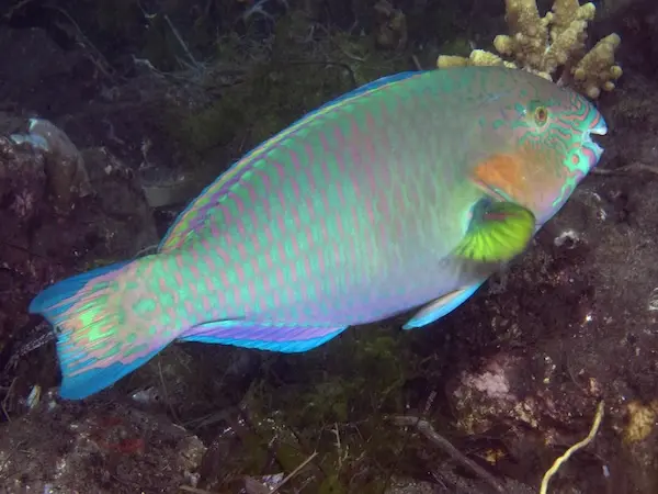 parrotfish tenaka org coral nurseries