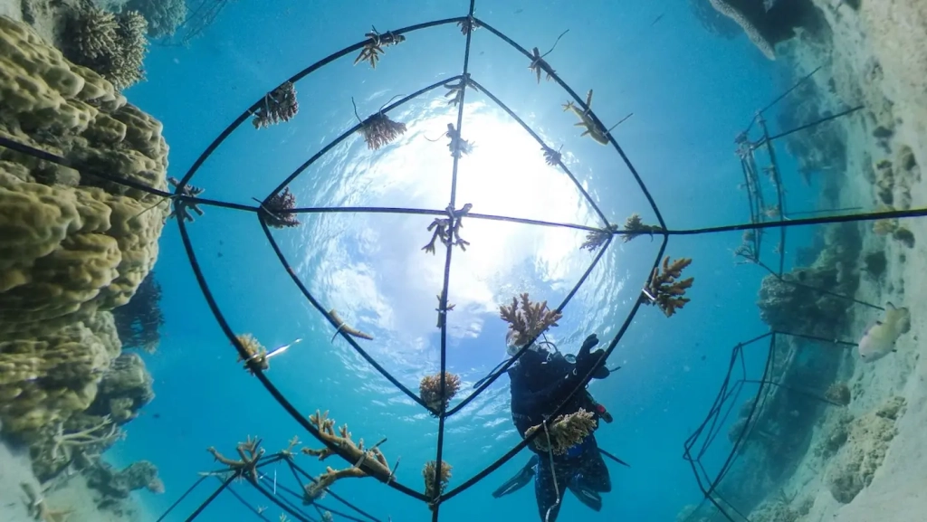 reefconnect tenaka org