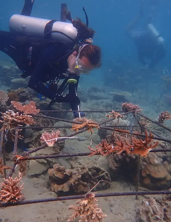 restoring coral reef - tenaka org