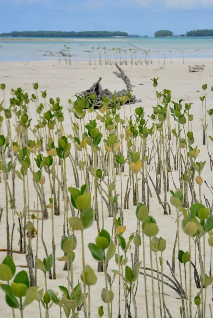 restoring mangrove forest tenaka org