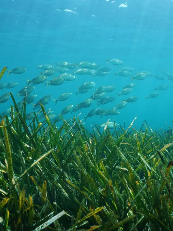 seagrass-tenaka org