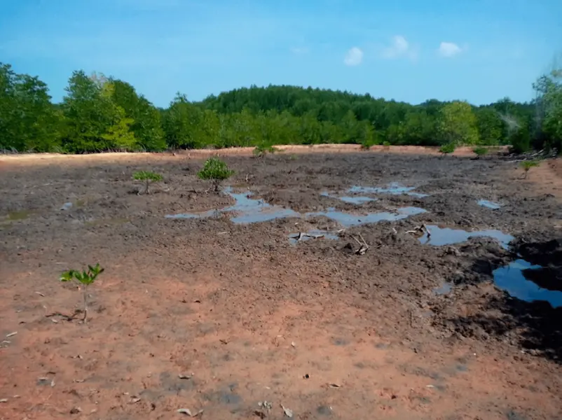 tenaka mengrove program before