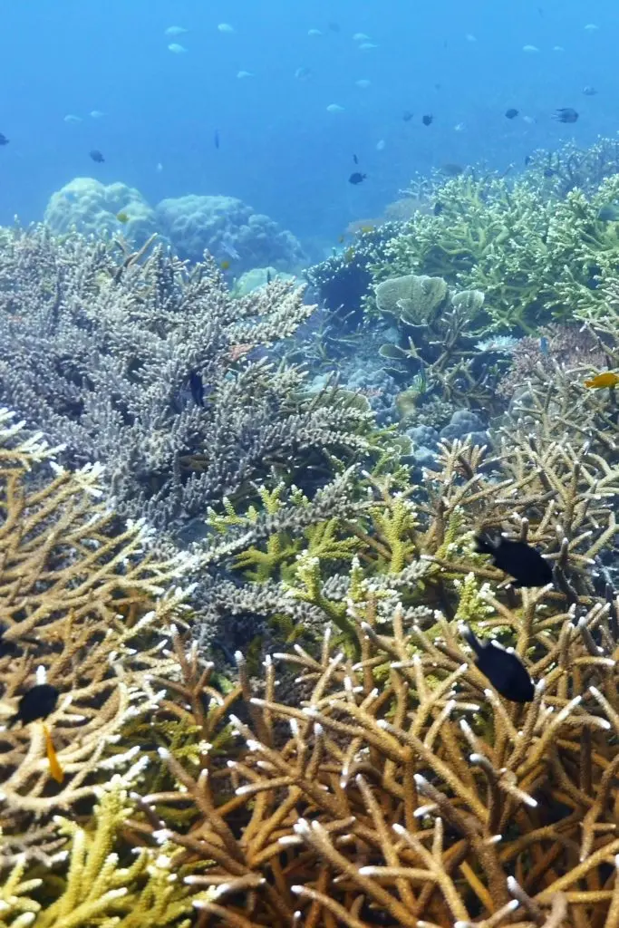 tenaka org coral cornestone of marine biodiversity