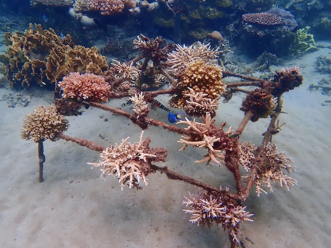 tenaka org coral Moonlikes Ocean after