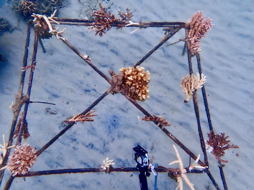 tenaka org coral Moonlikes Ocean before