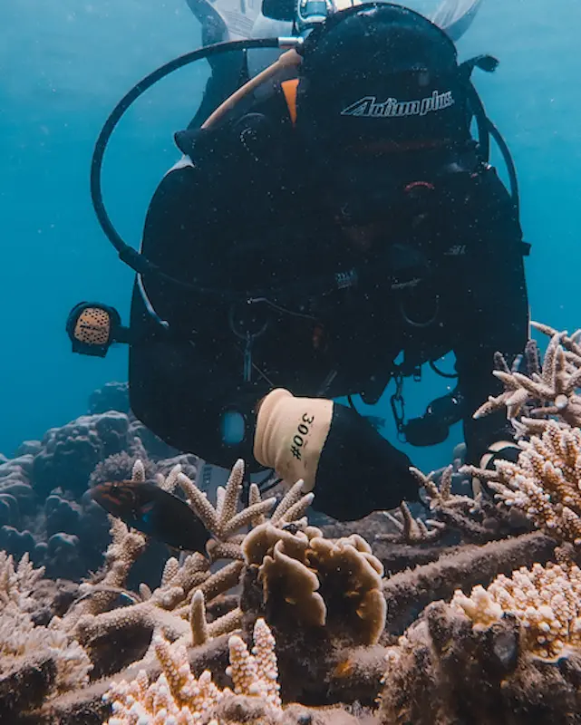 tenaka org coral Moonlikes Ocean