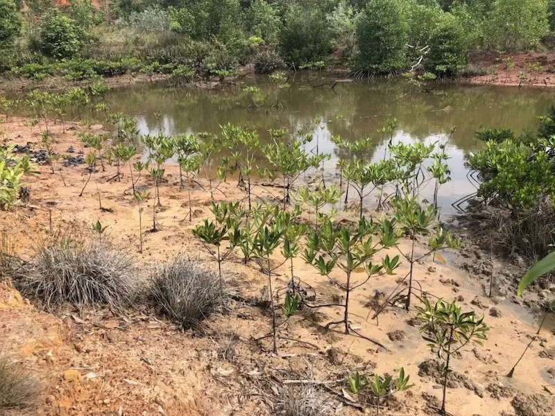 tenaka org mangrove forest program action plantation