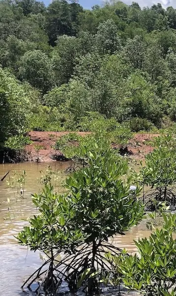 tenaka org mangrove forest program action trees