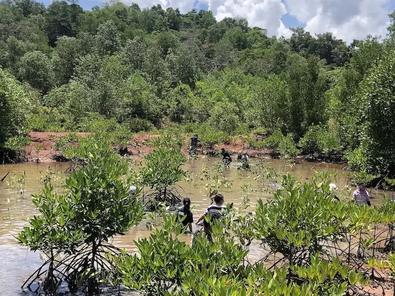 tenaka org mangrove forest program action