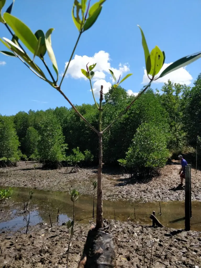 tenaka org mangrove restoration program