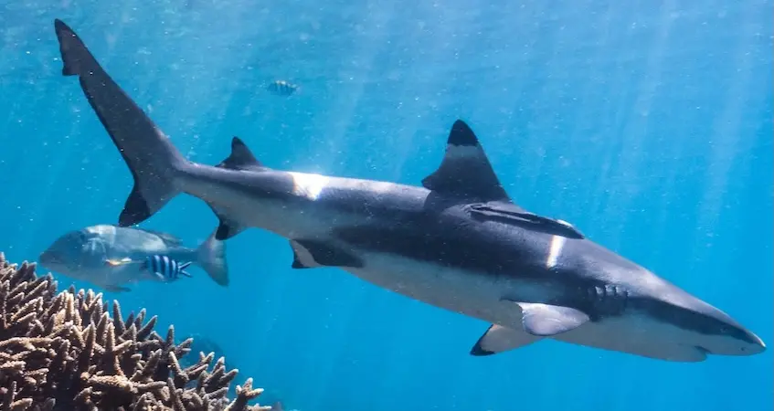 tenaka org program -Endangered - rare species 450