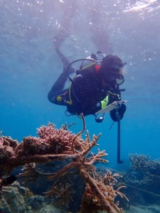 verification coral nurseries installation tenaka org