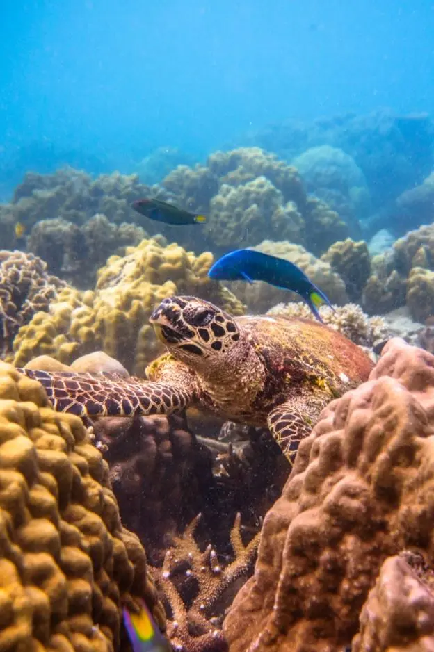 Hawksbill Turtle tenaka org coral program