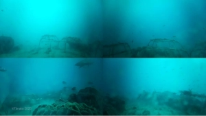 Underwater with shark