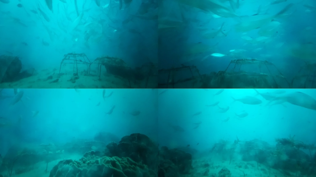 School of pelagic fish in Tekek Malaysia